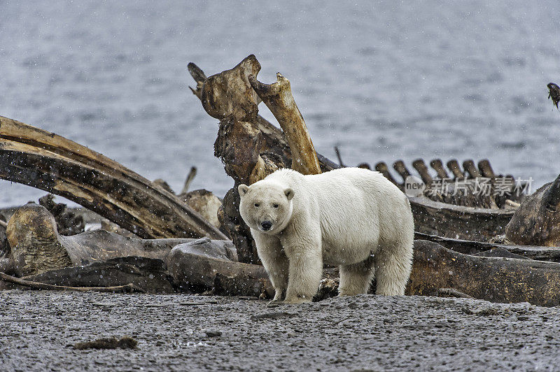 北极熊(Ursus maritimus)是一种土生土长的北极熊，主要生活在北极圈内，包括北冰洋及其周围的海洋和陆地。在这里看到的骨头堆是当地人捕鲸留下的骨头。卡克托维克